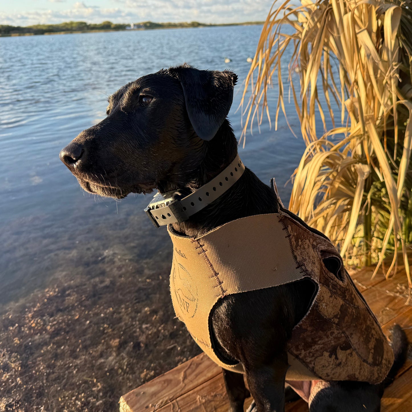 Training Collar Setup