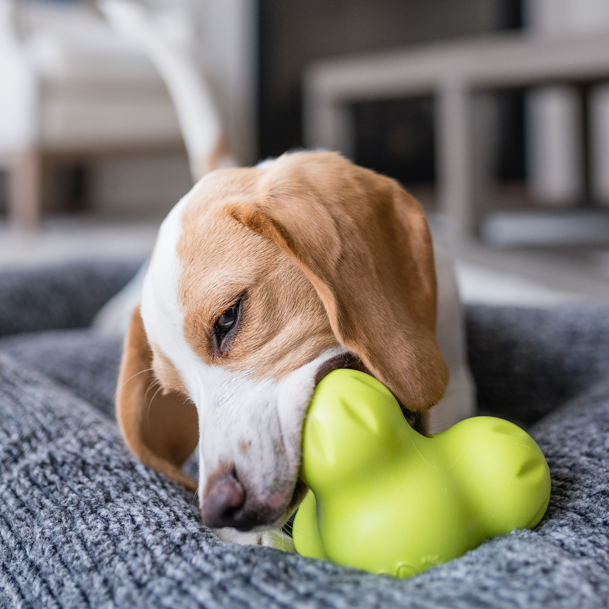 Tux for Tough Chewing Pet
